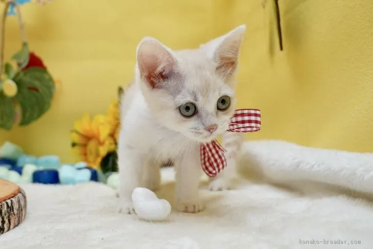 ID:2009-01296の子猫