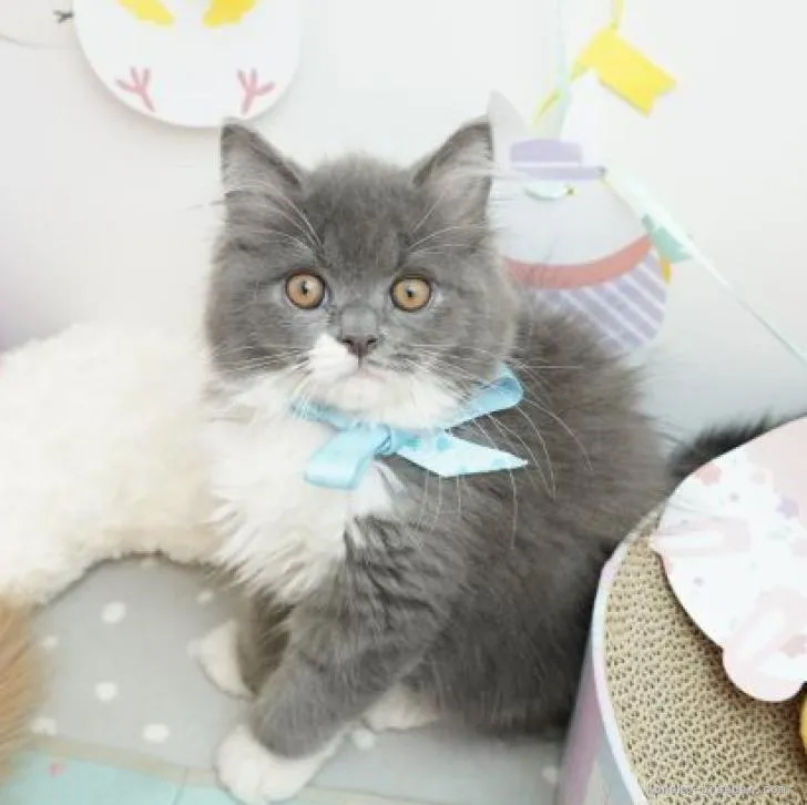 ID:2206-01182の子猫