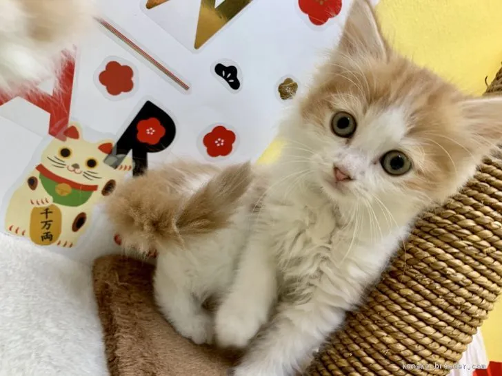 ID：2001-00440の子猫