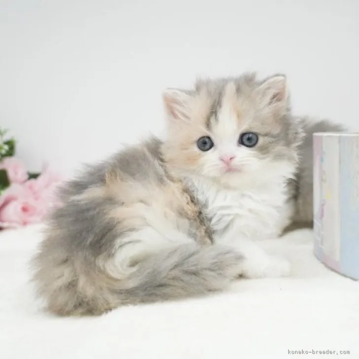 マンチカン(長足)【群馬県・女の子・2023年9月24日・ダイリュートキャリコ】の写真1「10/26撮影.」