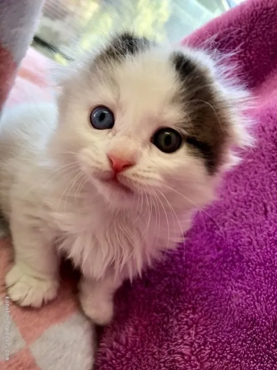 ID:1801-01092の子猫