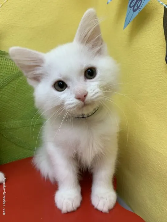 のりたまご 様のお迎えした子猫