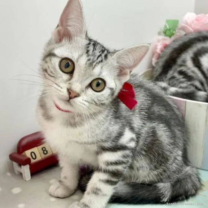 K.T 様のお迎えした子猫