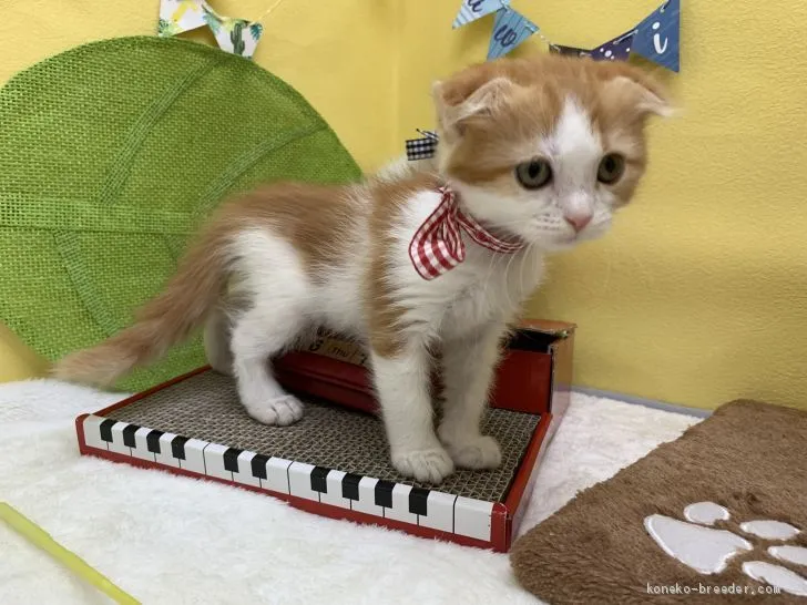 ID：1906-01659の子猫