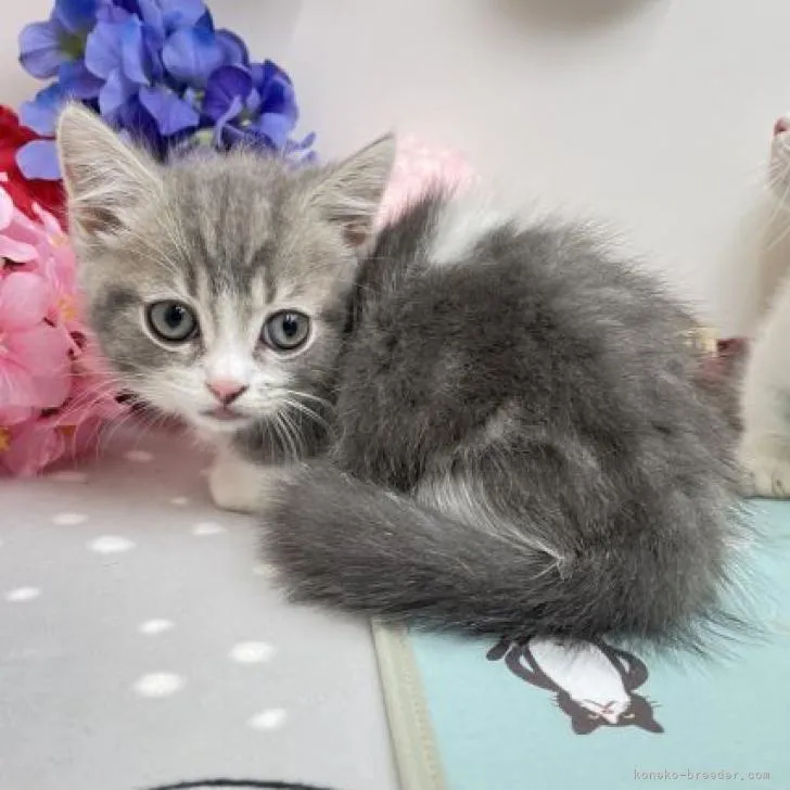 ID:2207-00796の子猫