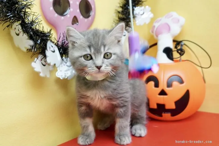 テツヤ 様のお迎えした子猫