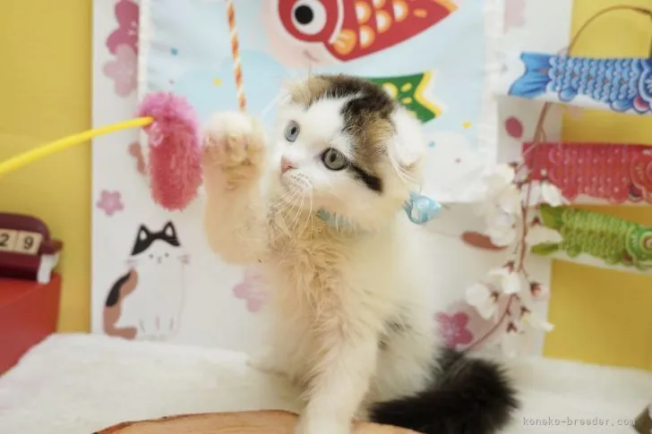 ID：2104-02270の子猫