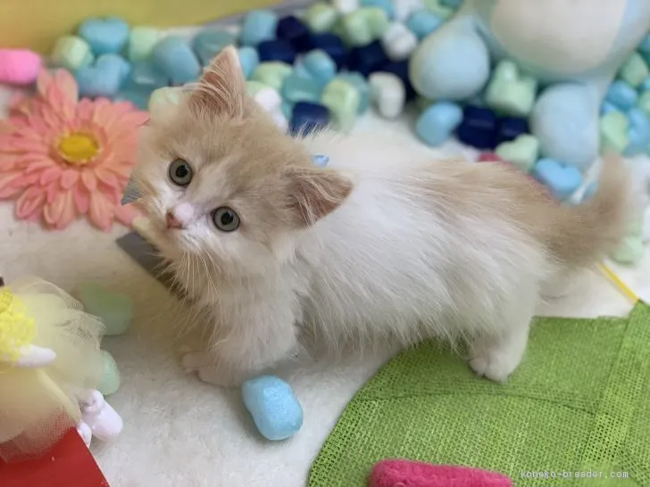 ID：2006-00809の子猫