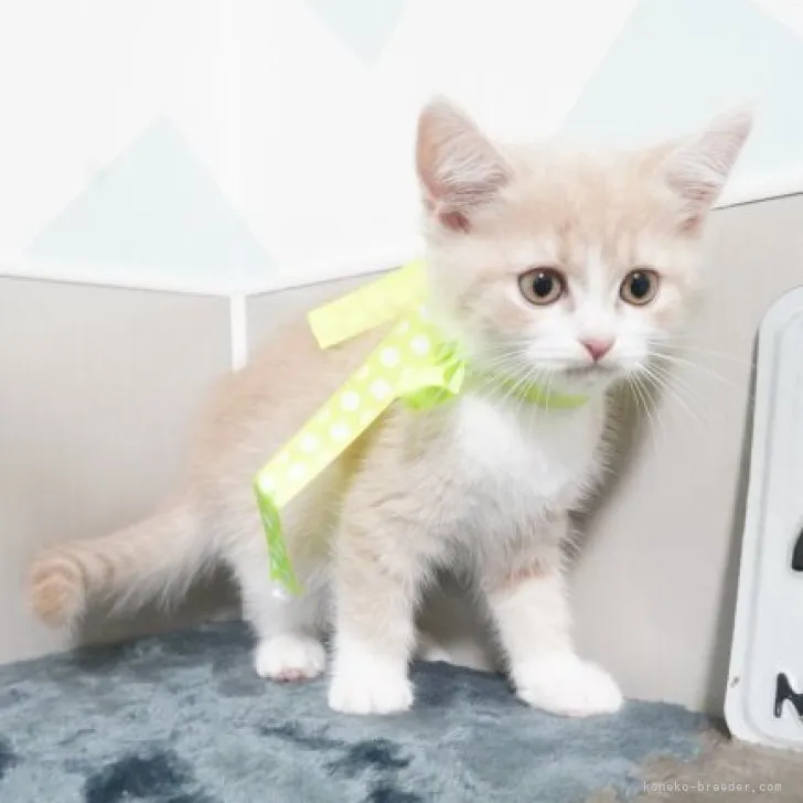 ID：2310-02667の子猫