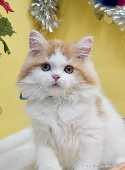 ID：2010-02038の子猫