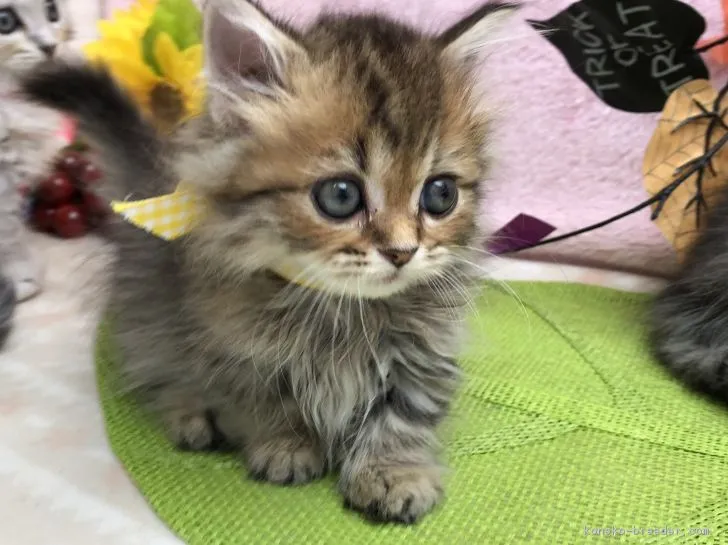 ID：1810-01487の子猫