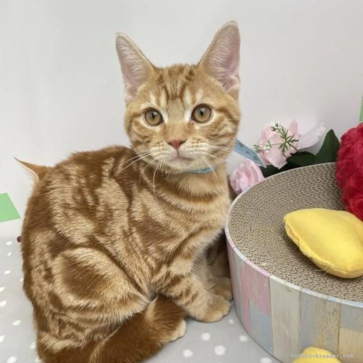 ID:2210-01626の子猫