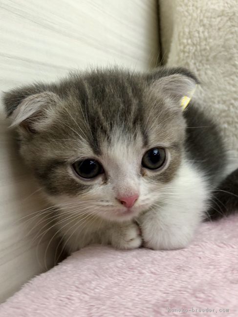 マンチカン 短足 女の子 ブルータビー ホワイト 18 04 29生まれ 群馬県 子猫id 1806 短足ちゃん 可愛い ブルータビーの女の子 みんなの子猫ブリーダー