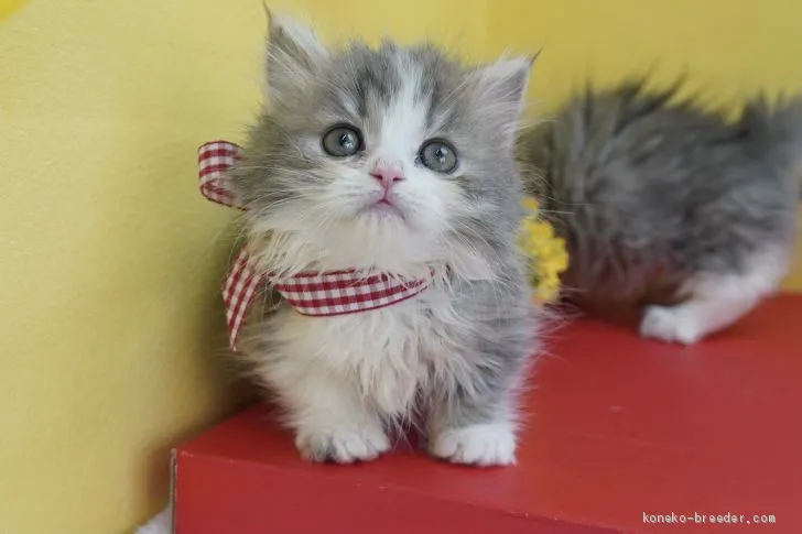 ID：2102-01137の子猫
