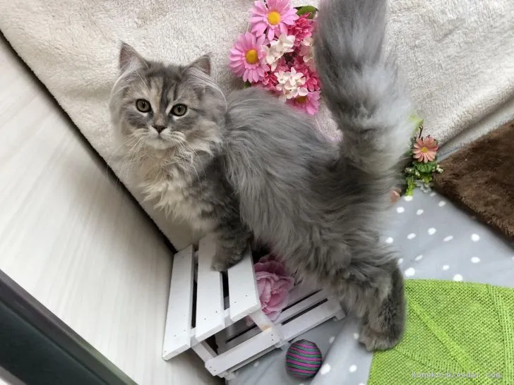 ID：1812-00322の子猫