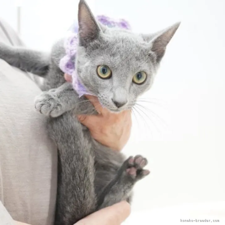 ID：2308-02771の子猫