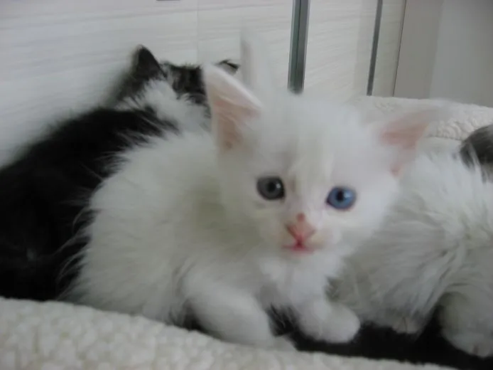 ID：1506-00374の子猫