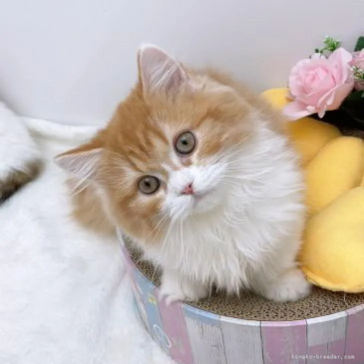 ID：2211-02757の子猫