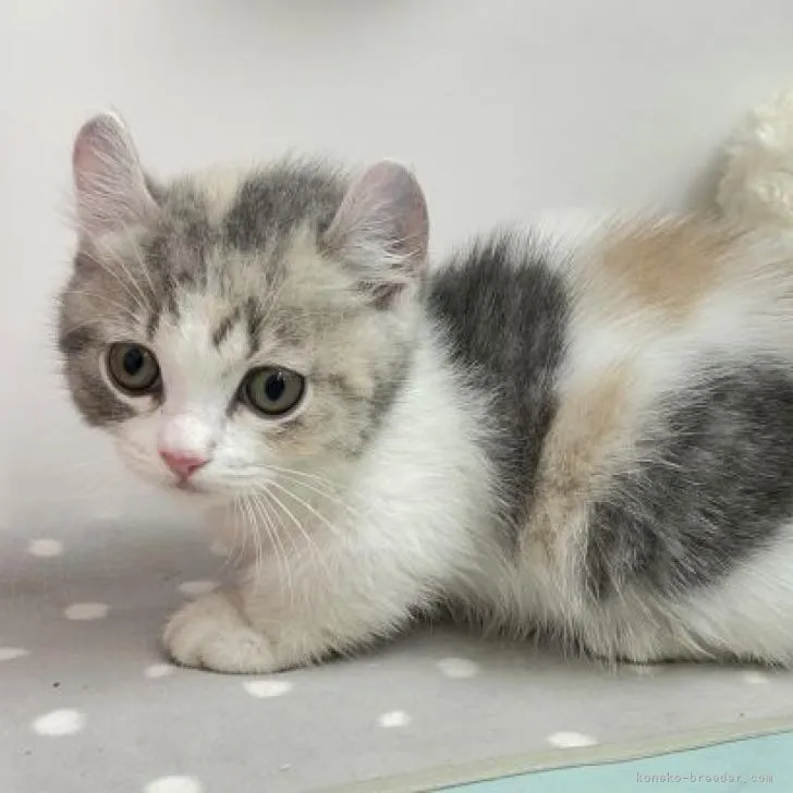 ID:2207-00793の子猫