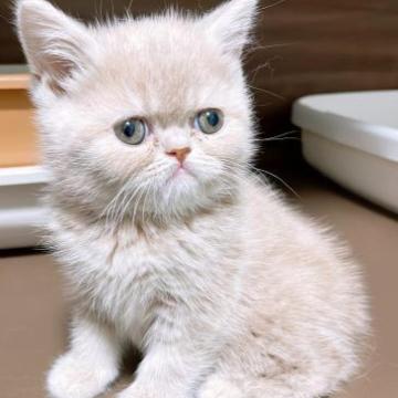 ミヌエット(長足)【群馬県・女の子・2022年12月18日・クリームタビー（短毛(ショートヘア)）】の写真「足長ミヌエット❤️エキゾチック×マンチカン」