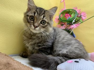 ミヌエット【群馬県・男の子・2019年5月1日・ブラウンタビー（セミロングヘアー(長毛)）】の写真「最終お値下🍏短足✨大きなおめめ可愛い男の子❤」