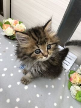 ミヌエット【群馬県・男の子・2019年1月2日・チンチラゴールデン（ロングヘアー(長毛)）】の写真「ペルシャ寄りのお顔なら僕💕可愛い足長くん」