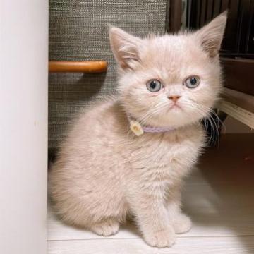 ミヌエット(長足)【群馬県・女の子・2022年12月18日・クリームタビー（短毛(ショートヘア)）】の写真「最終お値下😮´-鼻ぺちゃ足長ミヌエット❤️」