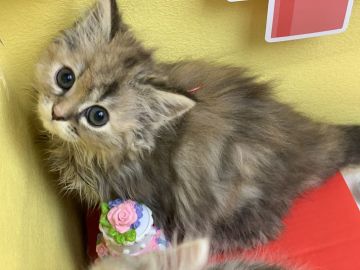 ミヌエット【群馬県・女の子・2020年5月15日・ブラウンパッチドタビー（ロングヘアー（長毛））】の写真「足長ちゃん💓まん丸お目目のかわい子ちゃん✨」