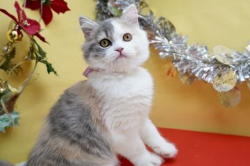 マンチカン(長足)【群馬県・女の子・2020年7月25日・ダイリュートキャリコ（ロングヘアー（長毛））】の写真「人懐っこい可愛い女の子❤足長＆長毛✨」