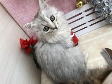 ミヌエット【群馬県・女の子・2018年9月5日・シルバータビー（ロングヘアー(長毛)）】の写真「ロングヘアの足長♡シルバー♡ストライプリボン」