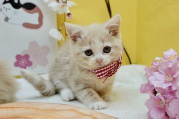 マンチカン(長足)【群馬県・女の子・2020年12月20日・クリームタビー&ホワイト（ショートヘアー（短毛））】の写真「足長ちゃん✨丸顔の可愛い女の子」