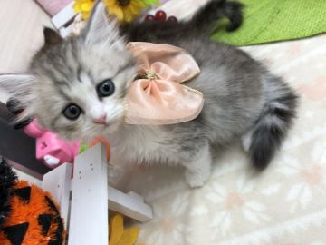 ミヌエット【群馬県・女の子・2018年9月5日・シルバータビー&ホワイト（ロングヘアー(長毛)）】の写真「ロングヘアの足長♡ハチワレ♡蝶々リボン」