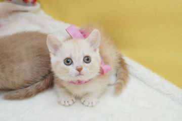 マンチカン(短足)【群馬県・女の子・2020年12月6日・クリームタビー（ショートヘアー（短毛））】の写真「短足✨丸顔の可愛い女の子♡まさにキュート」