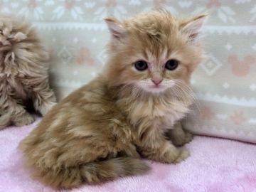 マンチカン【群馬県・男の子・2017年12月17日・レッドタビー（ロングヘアー）】の写真「お目々くりくり★まん丸お顔の足長くん♂」