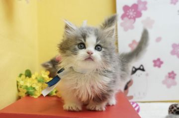 ミヌエット【群馬県・男の子・2020年12月28日・ブルータビー&ホワイト（ロングヘアー(長毛)）】の写真「短足くん💙ハチワレのキュートな男の子」