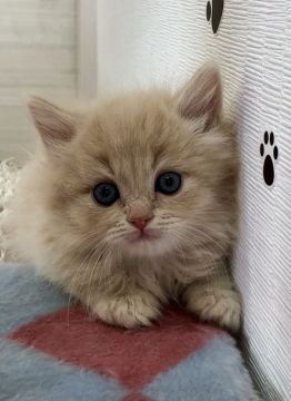 マンチカン【群馬県・男の子・2017年12月14日・クリーム（セミロング）】の写真「もこもこヘア足長♡美男子マンチカンくん」