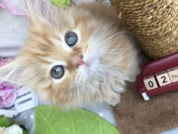 ミヌエット【群馬県・男の子・2018年12月14日・レッドタビー（ロングヘアー(長毛)）】の写真「もふもふロングヘアの足長くん💕」