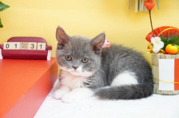 マンチカン(長足)【群馬県・女の子・2020年12月1日・ブルータビー&ホワイト（ショートヘアー（短毛））】の写真「丸顔の可愛い女の子♡訳アリのため格安です🙏」