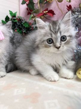 ミヌエット【群馬県・女の子・2018年9月5日・シルバータビー&ホワイト（ロングヘアー(長毛)）】の写真「ロングヘアの足長ちゃん♡赤リボン」