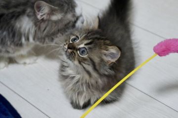 ミヌエット【群馬県・女の子・2020年8月8日・チンチラゴールデン（ロングヘアー（長毛））】の写真「ペルシャ猫がお父さん✨とっても可愛い5匹兄妹💓」