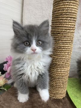 ミヌエット【群馬県・男の子・2019年1月2日・ブルー&ホワイト（ロングヘアー(長毛)）】の写真「淡～い綺麗なブルー💕ソックスを履いた足長くん」