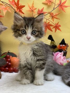 ミヌエット【群馬県・男の子・2019年8月6日・ブラウンタビー&ホワイト（ロングヘアー(長毛)）】の写真「足長✨めちゃ可愛いお顔の黄色リボンくん❤」