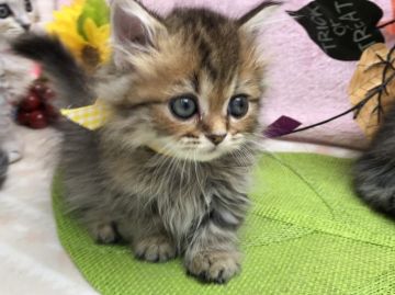 ミヌエット【群馬県・女の子・2018年9月5日・チンチラゴールデン（ロングヘアー(長毛)）】の写真「ロングヘアの超極短足♡超激可愛♡黄色リボンちゃん」