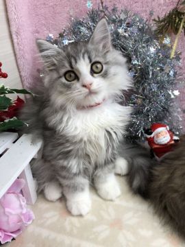 ミヌエット【群馬県・女の子・2018年9月5日・シルバータビー&ホワイト（ロングヘアー(長毛)）】の写真「ロングヘアの足長♡ソックス柄♡」