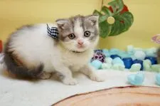 スコティッシュフォールド(折れ耳)【群馬県・男の子・2020年8月1日・ブルータビー&ホワイト】の写真1「2020.09.20撮影」