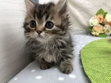 ミヌエット【群馬県・男の子・2018年12月14日・ブラウンタビー】の写真1「2月5日撮影」