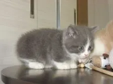 マンチカン【群馬県・男の子・2015年5月3日・ブルー&ホワイト】の写真1