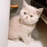 ミヌエット(長足)【群馬県・女の子・2022年12月18日・クリームタビー】の写真2「おもちゃでよく遊びます🌸」