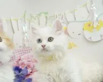 マンチカン(長足)【群馬県・女の子・2022年4月1日・ホワイト】の写真2「長毛の女の子💙」