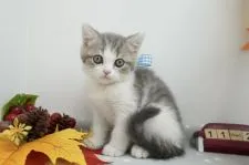 マンチカン(長足)【群馬県・男の子・2021年9月26日・ブルータビー&ホワイト】の写真2「これからぐんぐん可愛くなるタイプの子です💓」